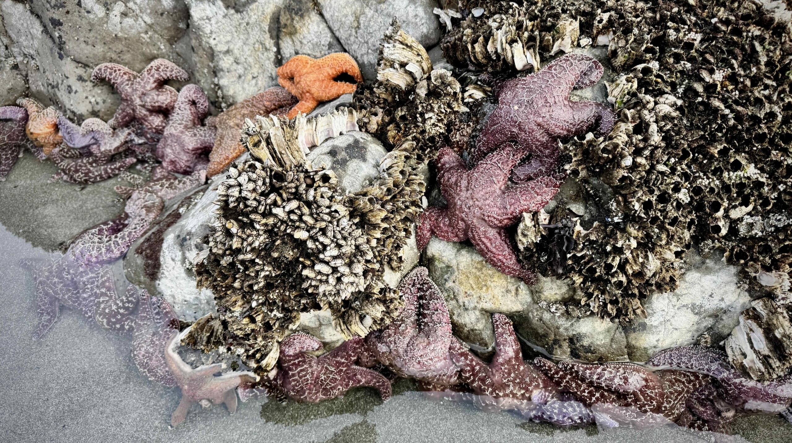 Sea Stars